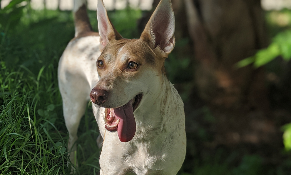 Pets of accesso Roo